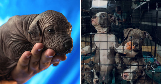 On the left, a tiny wrinkled newborn puppy is cradled in a person's hand against a blue background; on the right, several young pit bull puppies crowd together.