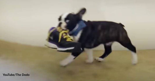 This Must Be Robin Hood’s Dog! Naughty Puppy Is So Fond of Stealing from His Human Mom