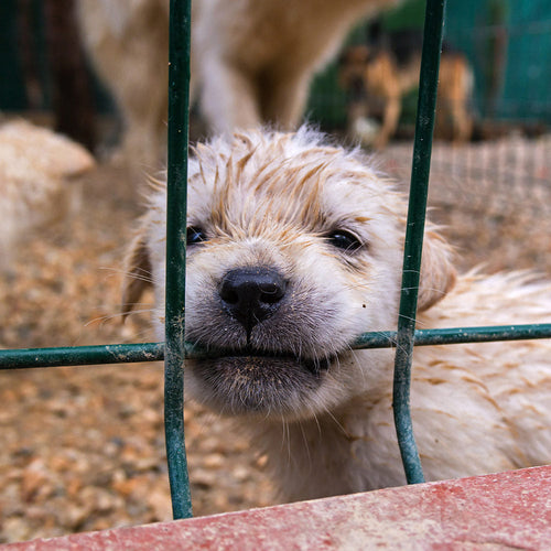 Close-up of a puppy’s face pressed against metal bars, nose and chin resting on the wire inside a kennel.