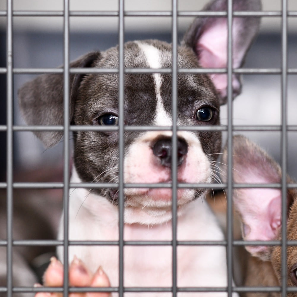 Make Repeat Animal Abusers Lose Their Breeding Licenses