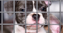 A gray-and-white Boston Terrier puppy peers through metal cage bars alongside other small puppies in what appears to be a shelter or kennel.