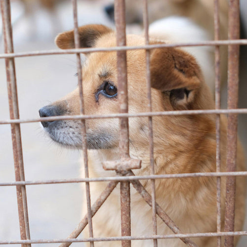 Tell Lawmakers To End Cruelty In Pennsylvania’s Puppy Mills