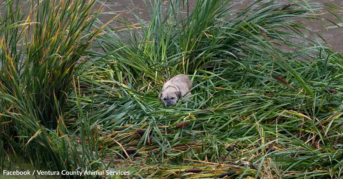 A small dog rests among tall green grass near a waterway.
