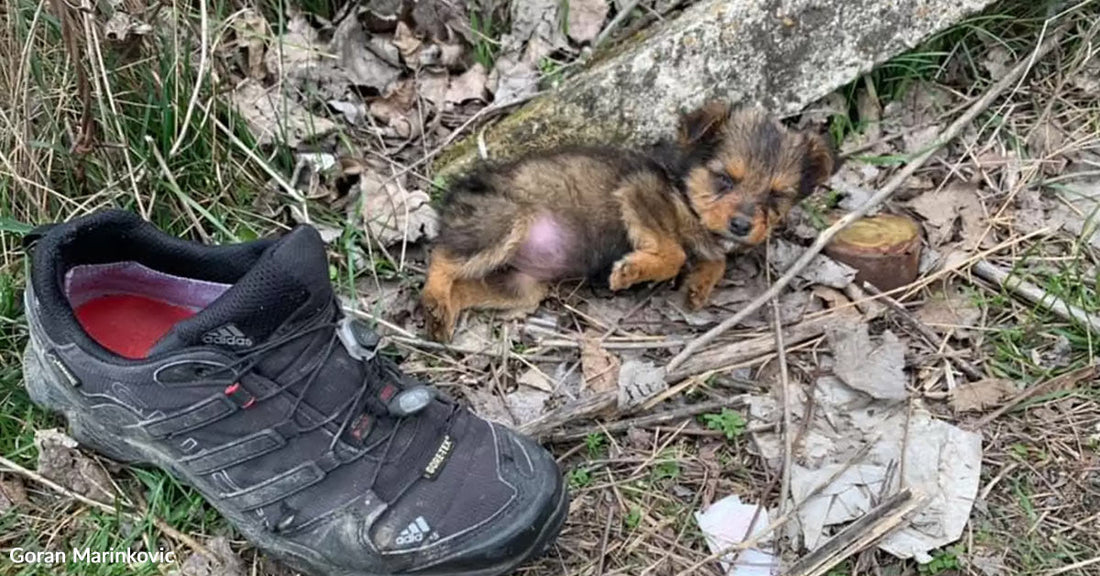 A tiny abandoned puppy lies curled beside a large black shoe in a wooded area, appearing cold and weak.
