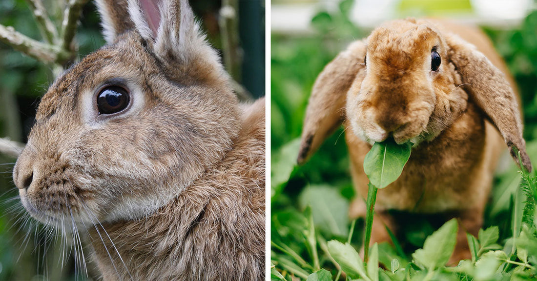 Split image of two rabbits: a close-up brown rabbit with upright ears on the left, and a brown lop-eared rabbit chewing a leaf in green grass on the right.