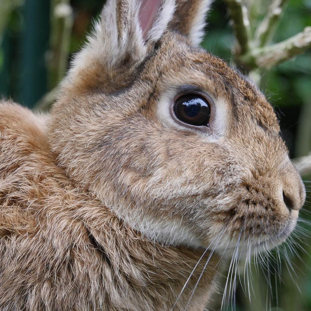 Protect Pygmy Rabbits Before Sagebrush Habitat Vanishes