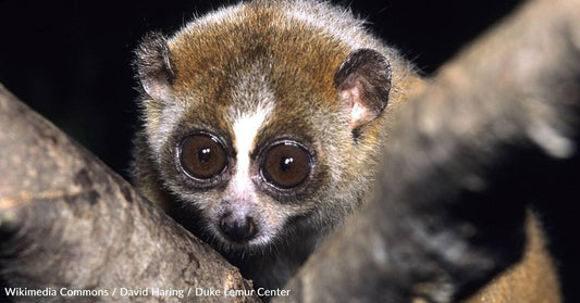 They Pack a Venomous Bite, and Other Interesting Facts About the Pygmy Slow Loris