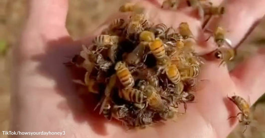 When Bees Murder Their Queen: Learn More About Queen Balling