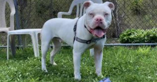 Deaf Dog Scheduled to be Euthanized is Spared and Learns Sign Language Commands