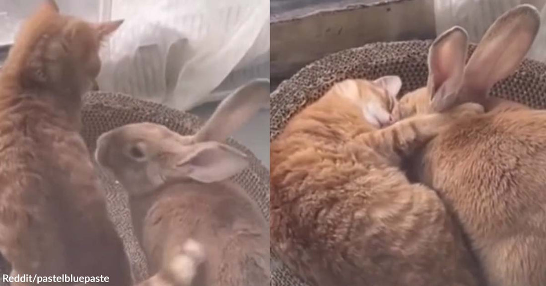 A Cat Enjoys a Rabbit’s Company in a Sweet and Cuddly Video