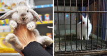 Split-screen image of a gray lop-eared rabbit being held in a pet store beside two white rabbits confined in a metal cage.