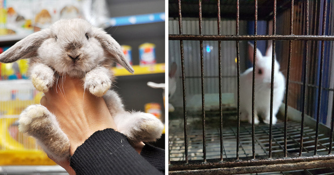 Pet Store Rabbit Sales Push Vulnerable Animals Toward Neglect | GreaterGood