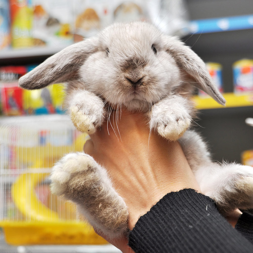 Stop Pet Shops From Selling Rabbits