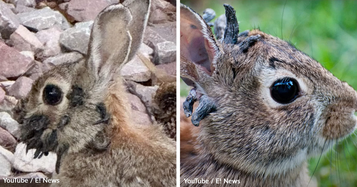 Horrifying Virus Leaves Colorado Rabbits With Tentacle Like Growths ...
