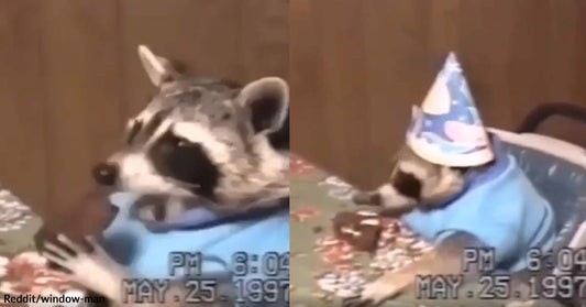 Old Video of a Raccoon’s Birthday Celebration Catches the Attention of Netizens