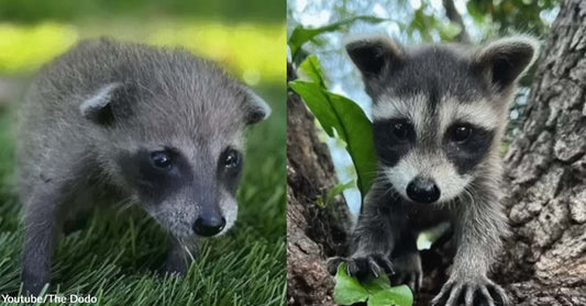 A Baby Raccoon Met Her Human Mom After Being Found on a Construction Site