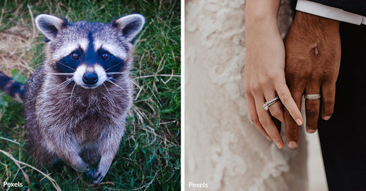 Gaze Of Raccoons Crashes A Couples Wedding Photo Shoot