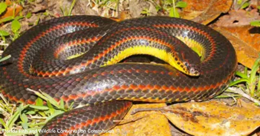 Officials Ask Citizen Scientists to Report Sightings of Elusive Snake
