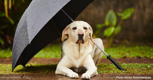 How Rain Affects Your Dog In 5 Different Ways