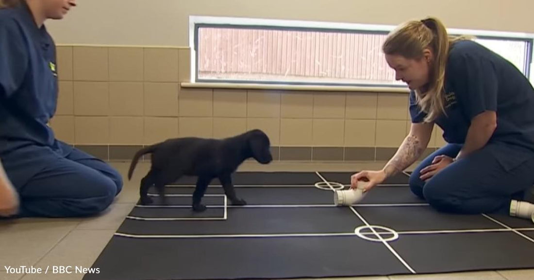 What Is Involved with Raising a Guide Dog from a Puppy?