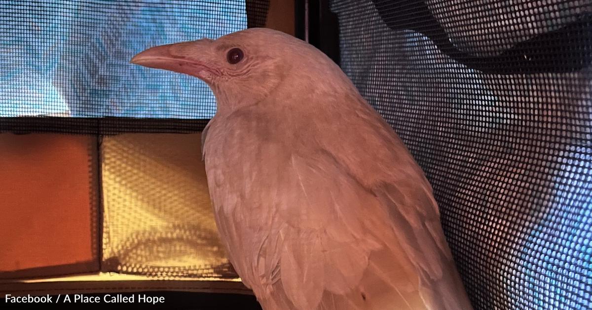 Rare Albino Crow Discovered and Rescued in Connecticut | GreaterGood