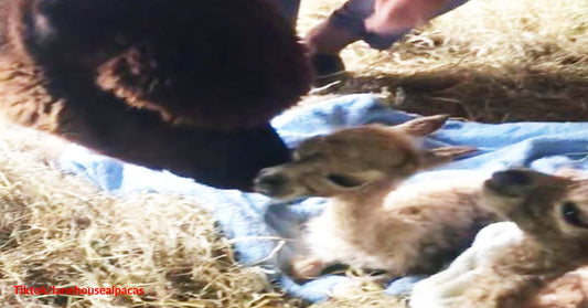 Rare Footage! Farm Welcomes the Birth of Alpaca Twins Named Maisie and Rosie