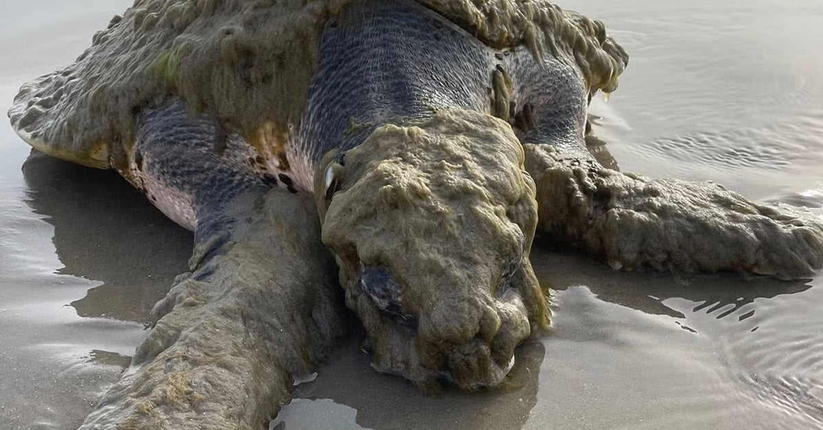 Beach Rescue Saves World’s Rarest Sea Turtle From the Brink | GreaterGood