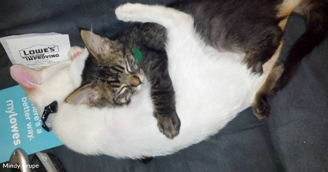 Bonded Kittens Find Home with Couple Who Just Lost Both of Their Cats