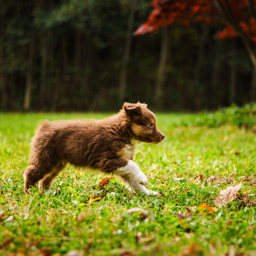 Protect Pets And Wildlife From Agonizing Death in Heavy-Duty Rat Traps