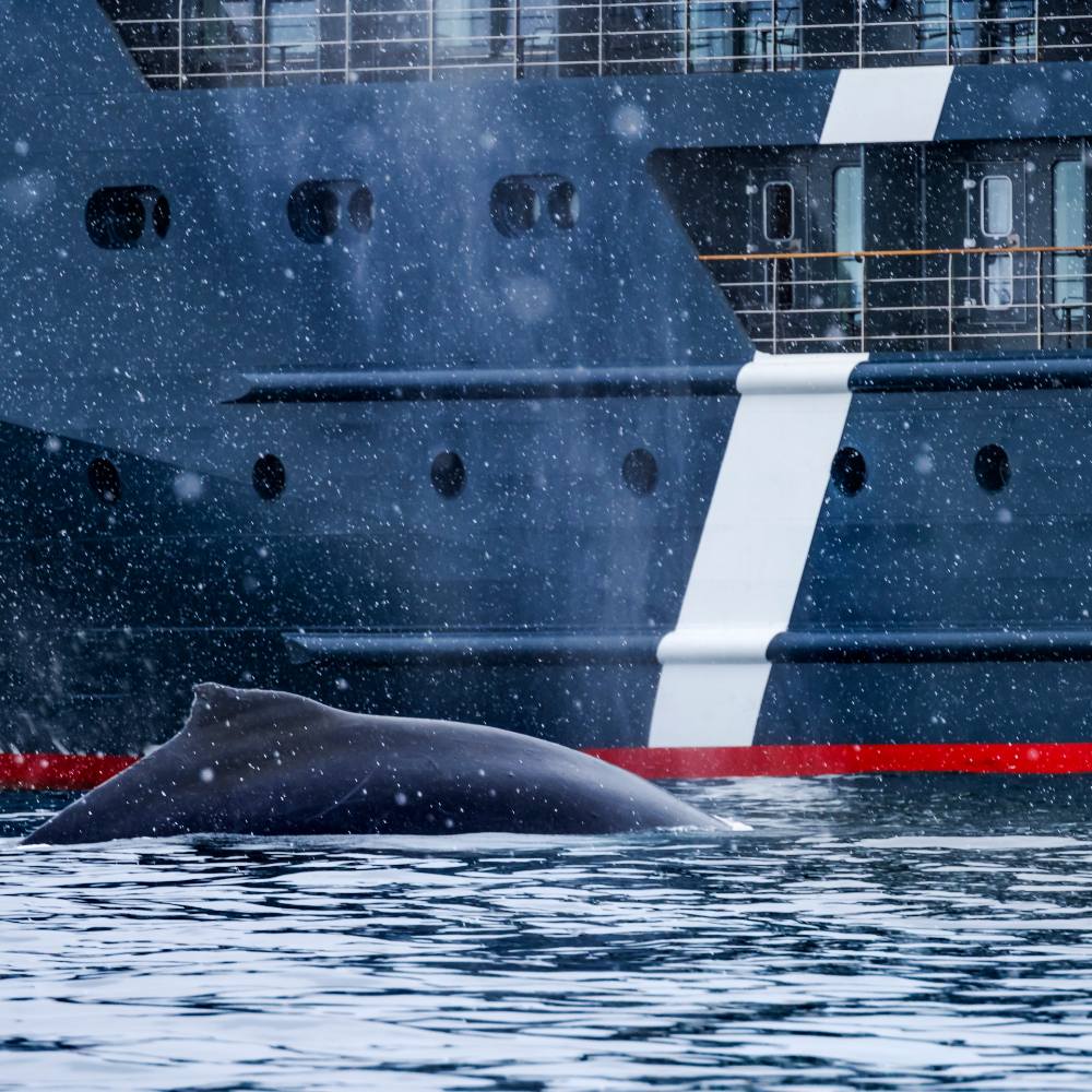 Tell NOAA and the Coast Guard to Warn Every Ship Before It Kills a Right Whale