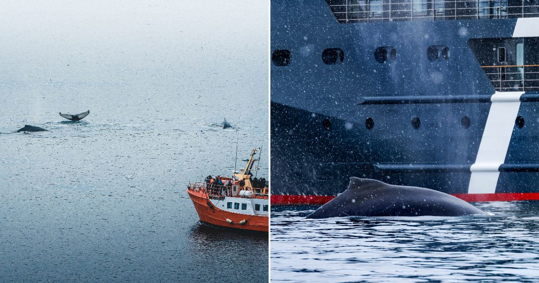 On the left, tourists on an orange boat watch humpback whales breach nearby; on the right, a humpback whale surfaces beside a large dark ship in snowfall.