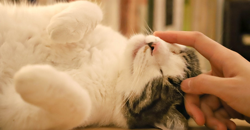 Why Do Cats Purr?