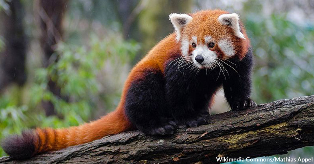 Zookeepers Shared the First Checkup of a Miracle Red Panda Cub