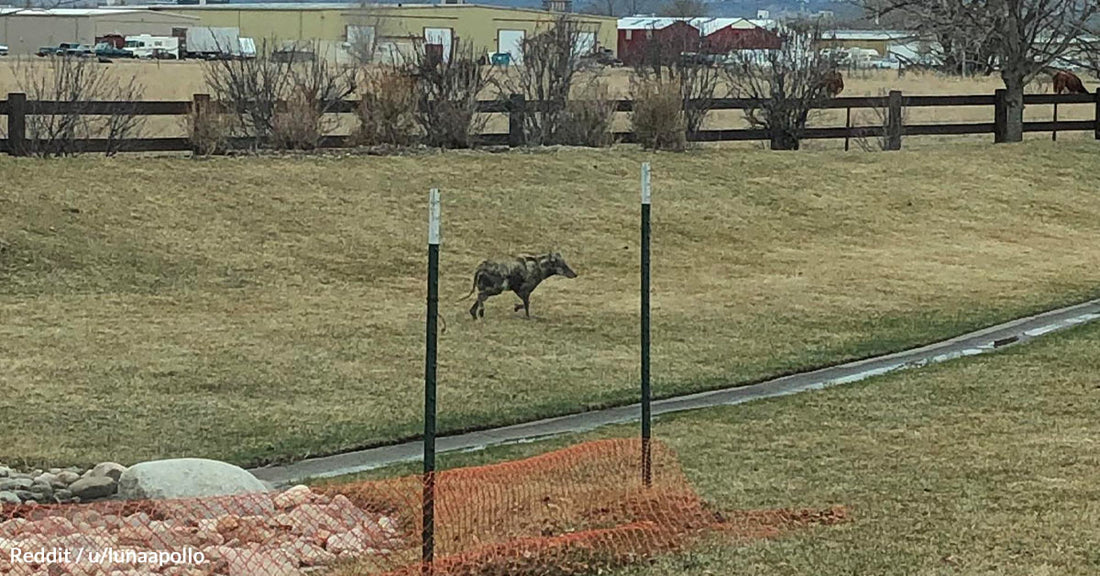 Online Sleuths Unravel Mystery of Oddly Appearing Animal in Northern Colorado