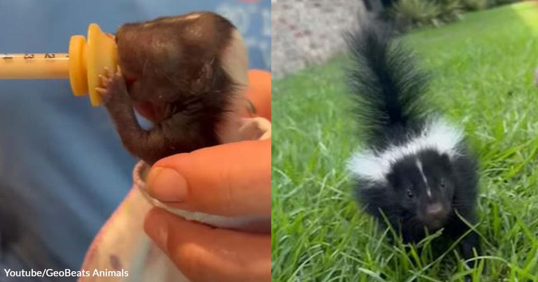 This Woman Adopted a Baby Skunk and Shared Its Rehab Journey