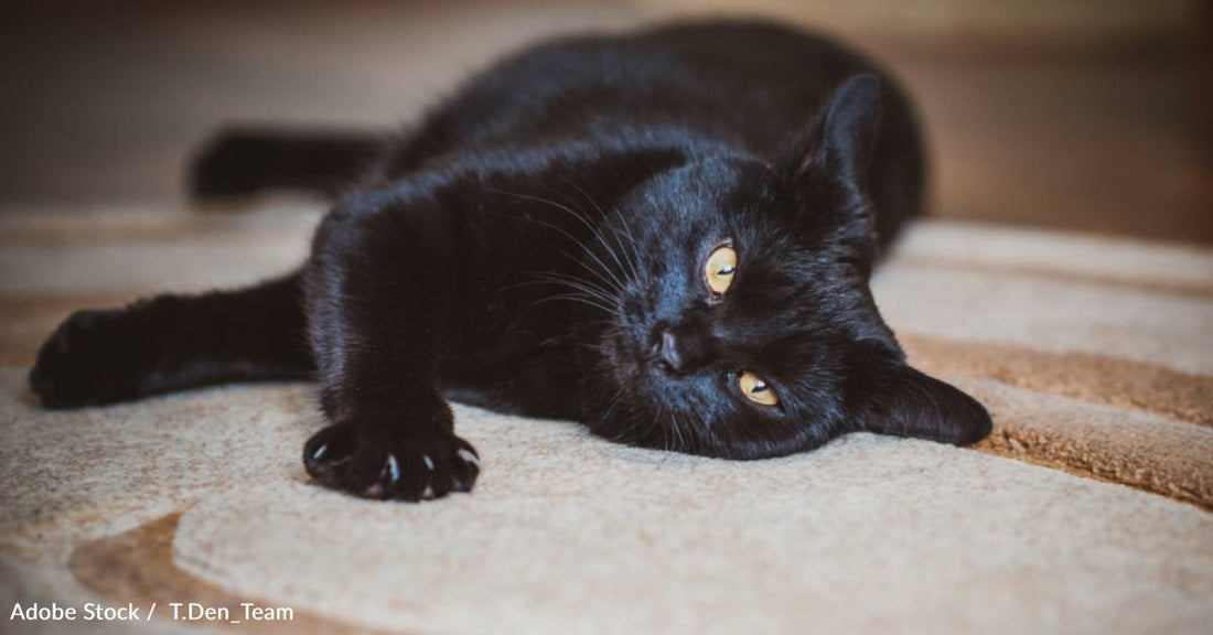 Just After Visiting an Art Show, Animal Lover Comes Across Cat Resembling One in Painting