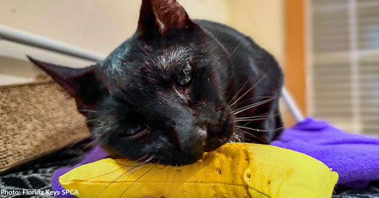 Black cat resting on purple blanket with yellow toy
