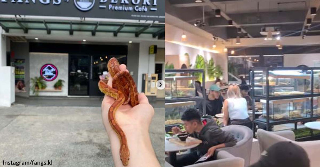 Relax at This Malaysian Cafe That Surprisingly Showcases Live Reptiles