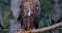 A bald eagle perches on a pine branch in a forested woodland, gazing alertly to the side.