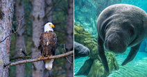 On the left, a bald eagle perches on a pine branch in a forest; on the right, two manatees swim underwater near rocks.
