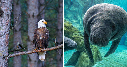 On the left, a bald eagle perches on a pine branch in a forest; on the right, two manatees swim underwater near rocks.