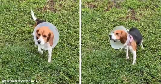 Side-by-side images of a beagle wearing a cone standing in grass, first still and then mid-shake.