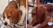 Side-by-side images show a beagle indoors with its head lowered, then resting on the floor while being petted.