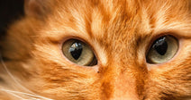 Extreme close-up of an orange cat’s face focusing on its wide pale-green eyes.