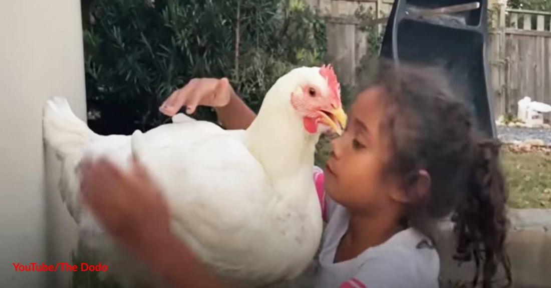 Rescue Chicken Is the "Sister" Her Human Girl Always Wanted