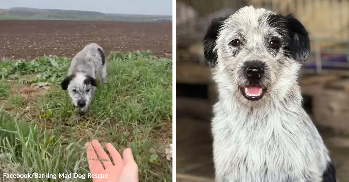 Rescued Dog Clings To Hope After Brutal Abandonment | GreaterGood