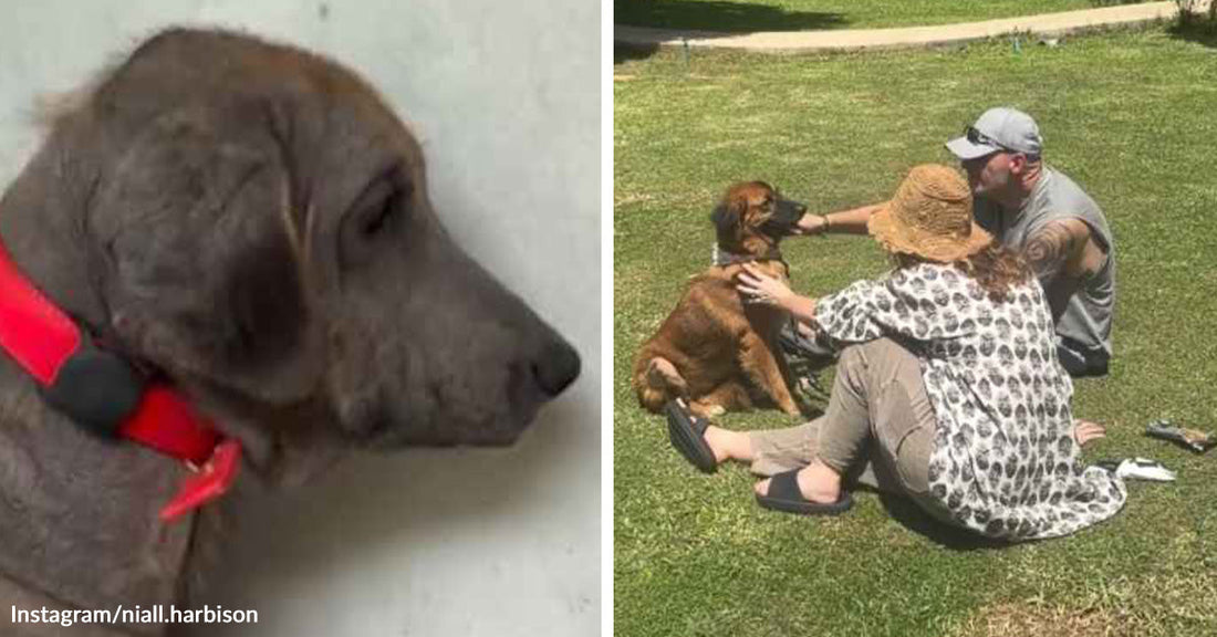 Side-by-side images of a frightened gray puppy in profile and later sitting on grass with two people, receiving attention and comfort.