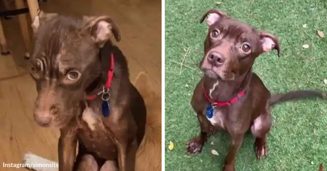 Split-screen showing a tiny brown puppy sitting indoors in an earlier image and then sitting upright outside on grass looking healthier and more alert.