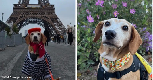 Split image of a small tan rescue dog dressed in a beret and striped outfit near the Eiffel Tower, and later wearing a harness in front of purple flowers.