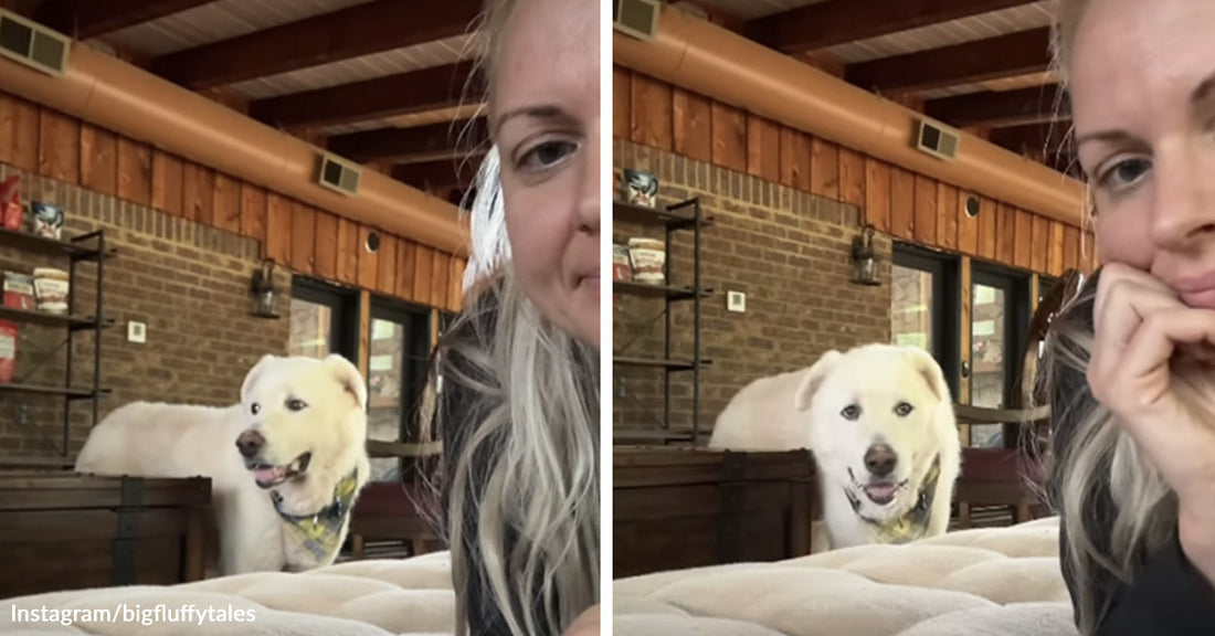 Split image of a large fluffy white dog indoors near a seated woman, looking over a couch in a rustic room with brick walls and exposed beams.